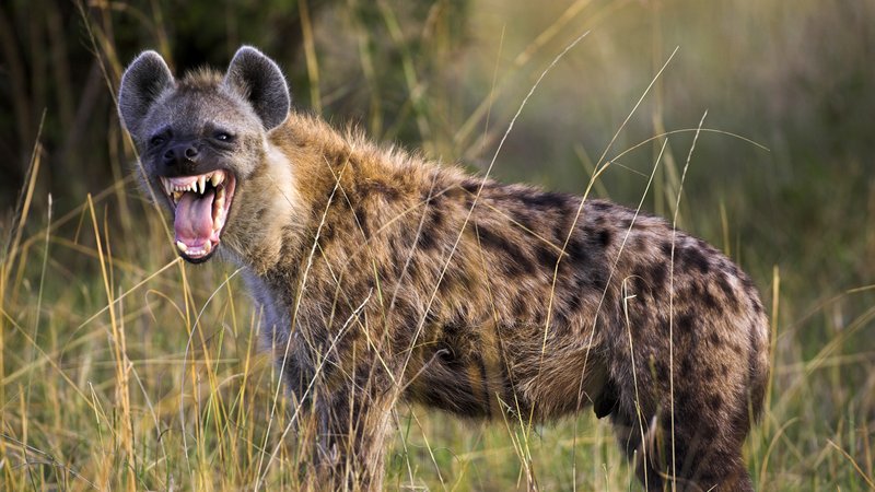 The Spotted Hyena'S Role In Its Ecosystem