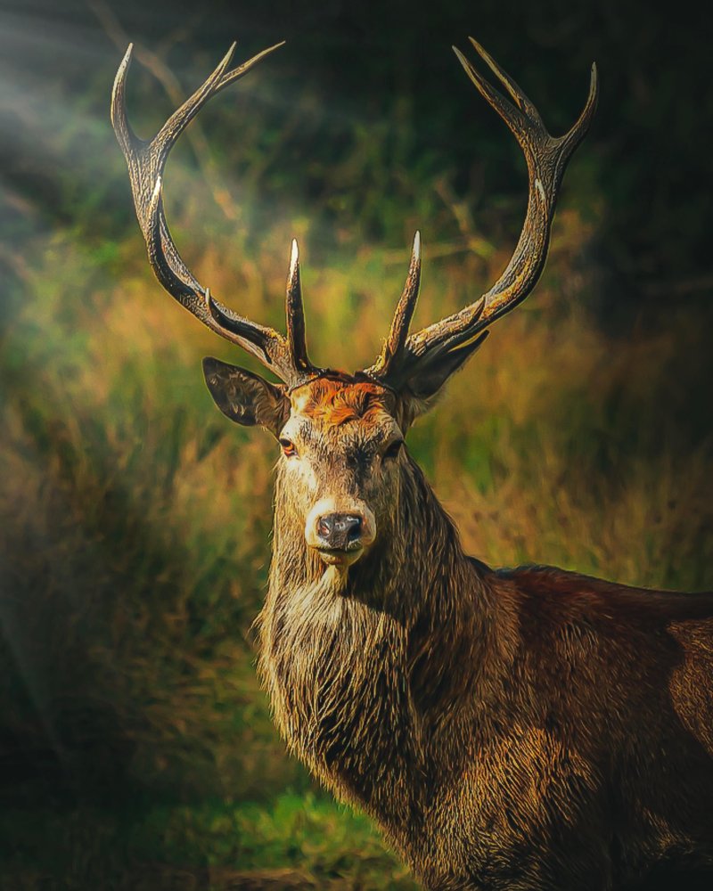 The Stag'S Role In Its Ecosystem