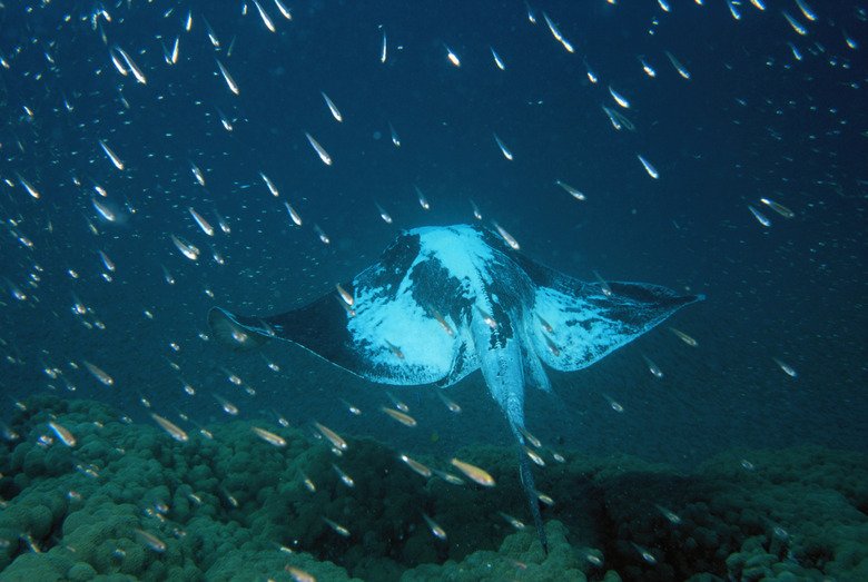 The Stingray'S Role In Marine Ecosystems