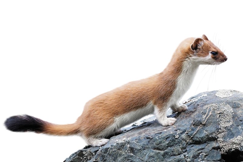 The Stoat'S Role In Its Ecosystem