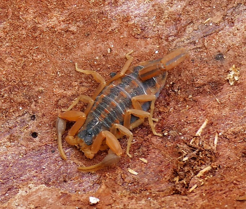The Striped Bark Scorpion'S Role In Nature And Ecosystems