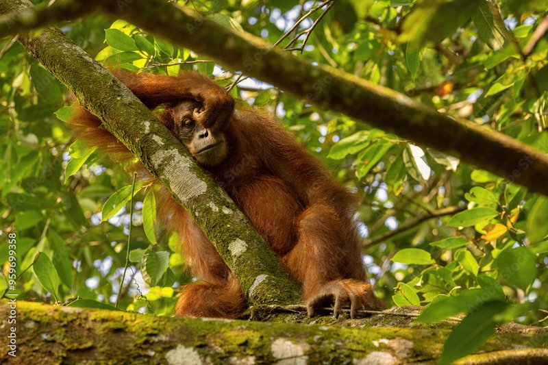 The Sumatran Orangutan'S Role In Its Ecosystem
