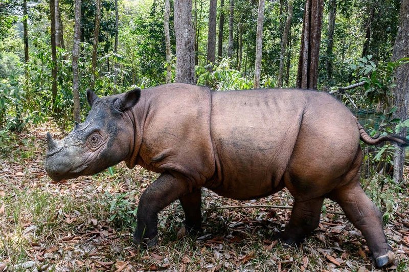 The Sumatran Rhinoceros'S Role In Its Ecosystem
