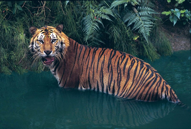 The Sumatran Tiger'S Role In Its Ecosystem