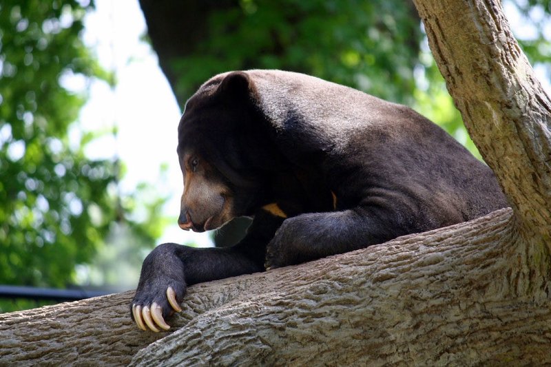 The Sun Bear'S Role In Its Ecosystem