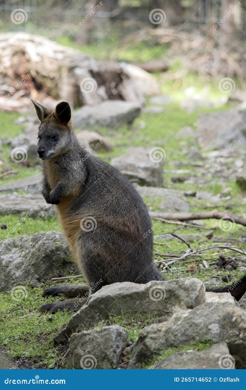 The Swamp Wallaby'S Role In Its Ecosystem