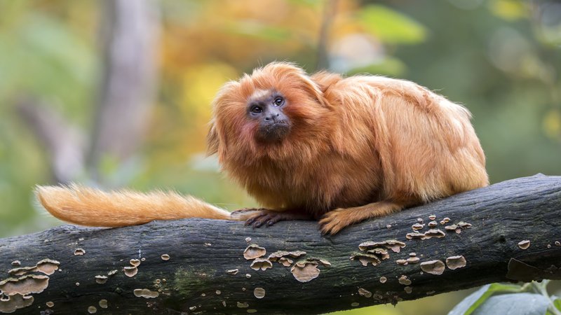 The Tamarin'S Role In Its Ecosystem