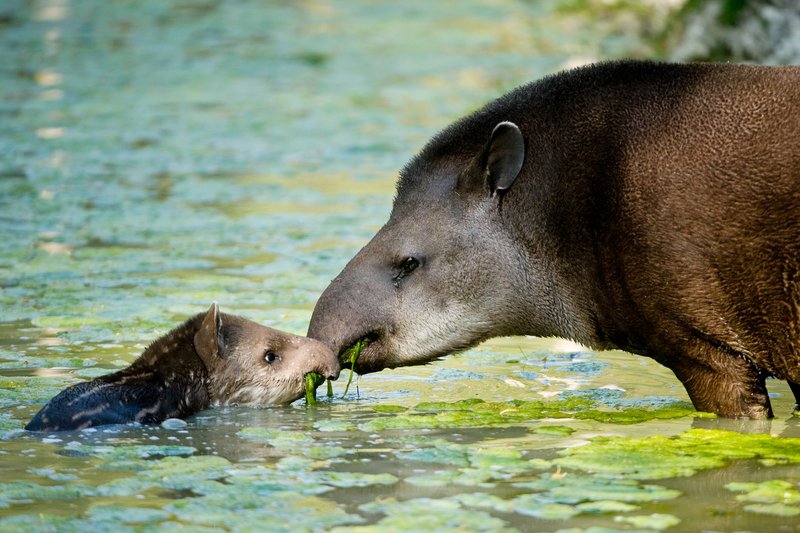 The Tapir'S Role In Its Ecosystem