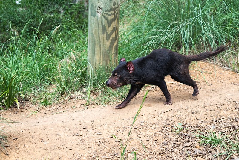 The Tasmanian Devil'S Role In Its Ecosystem