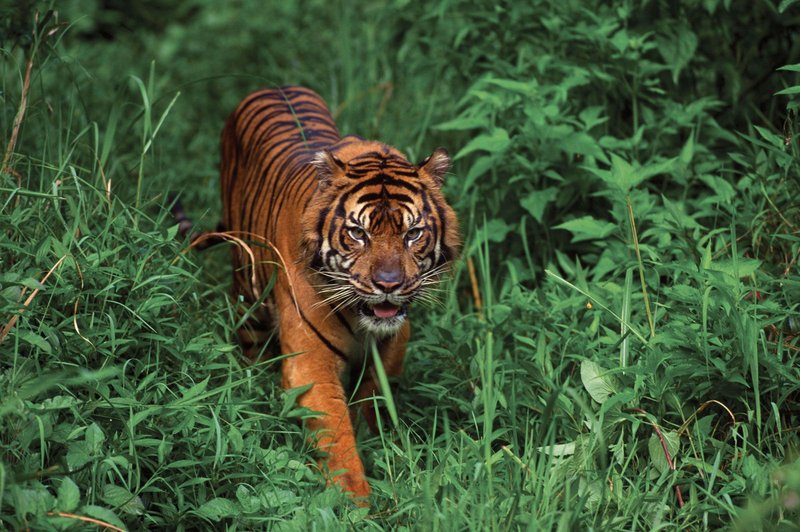 The Tiger'S Role In Its Ecosystem