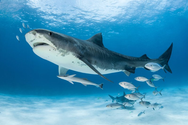 The Tiger Shark'S Role In Marine Ecosystems