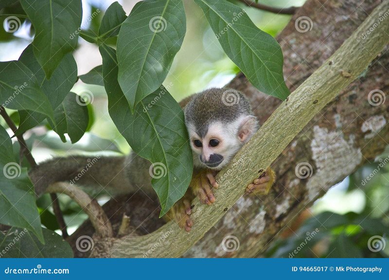 The Titi Monkey'S Role In Its Ecosystem