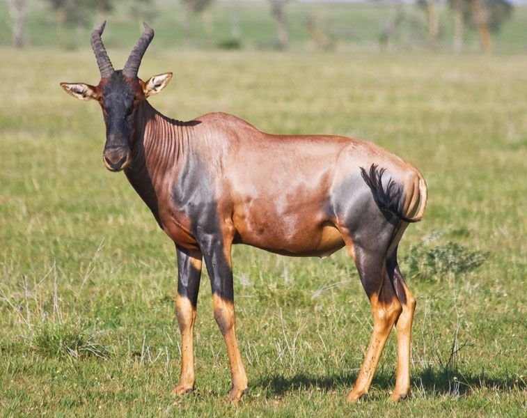 The Topi'S Role In Its Ecosystem