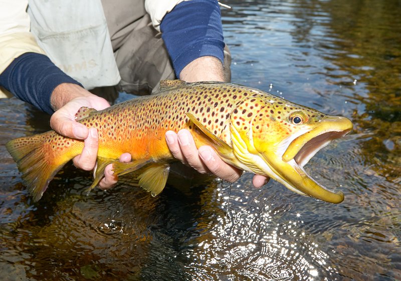 The Trout'S Role In Marine Ecosystems