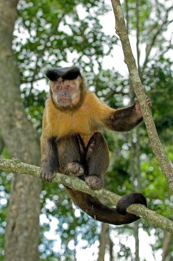 The Tufted Capuchin'S Role In Its Ecosystem