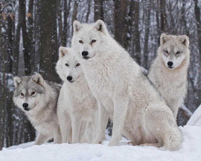 The Tundra Wolf'S Role In Its Ecosystem