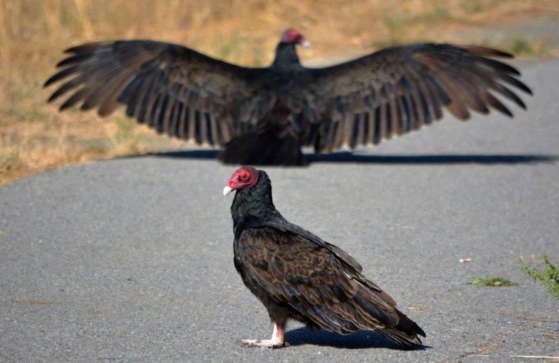 The Turkey Vulture'S Role In Its Ecosystem