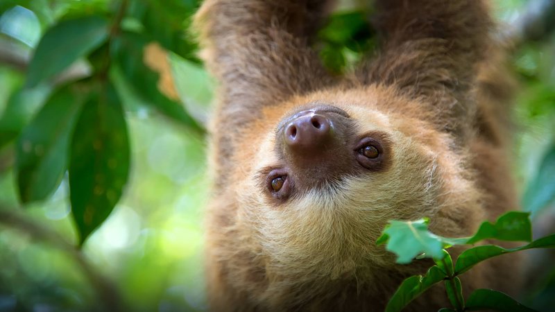 The Two-Toed Sloth'S Role In Its Ecosystem