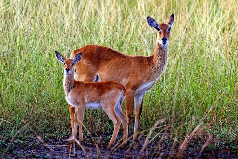The Ugandan Kob'S Role In Its Ecosystem