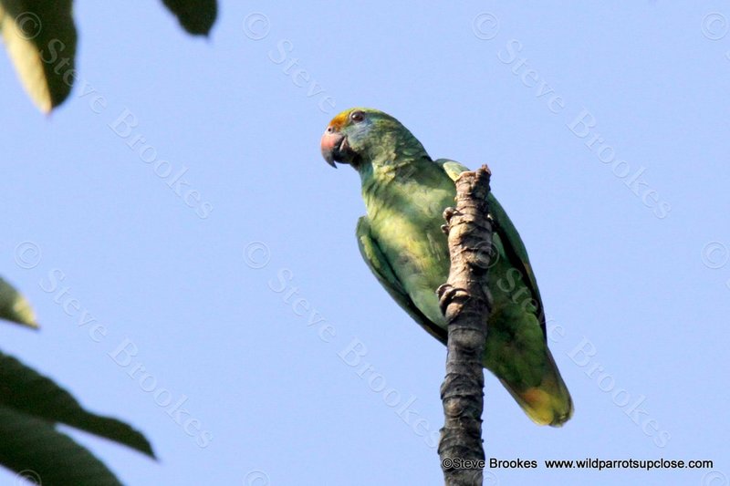 The Unique Flying And Hunting Techniques Of The Amazon Parrot