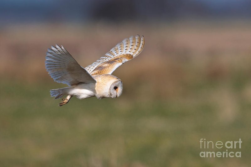 The Unique Flying And Hunting Techniques Of The Barn Owl