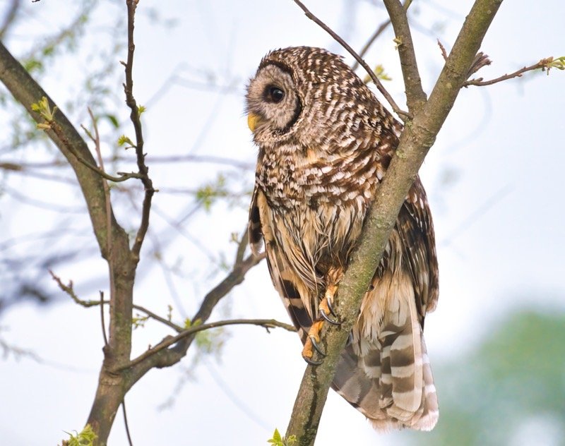 The Unique Flying And Hunting Techniques Of The Barred Owl