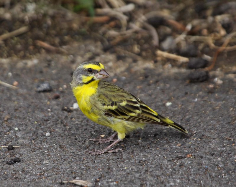 The Unique Flying And Hunting Techniques Of The Canary