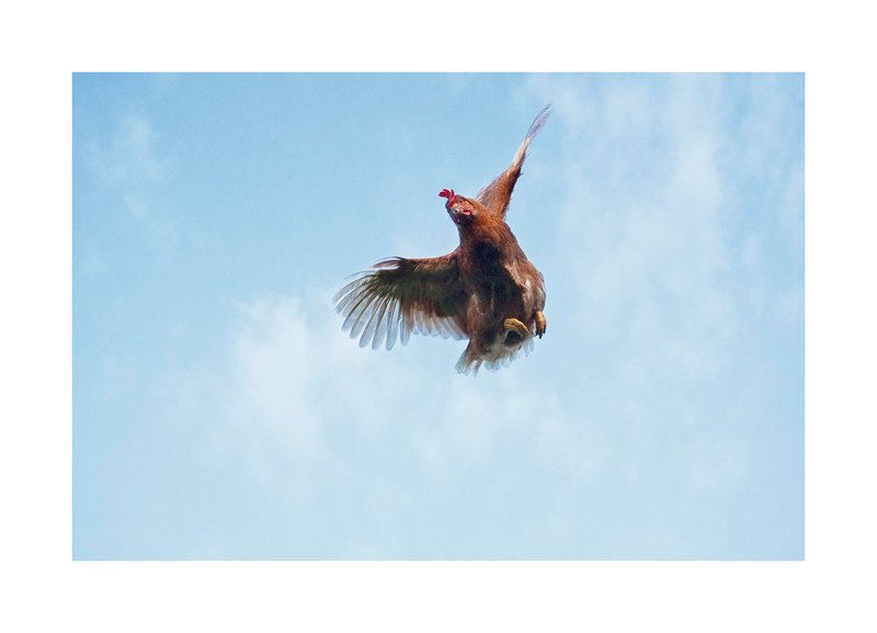The Unique Flying And Hunting Techniques Of The Chicken