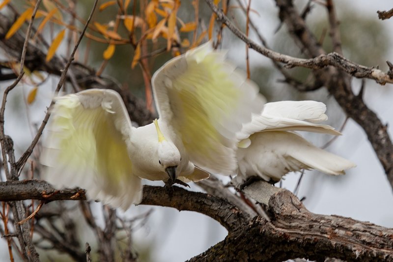 The Unique Flying And Hunting Techniques Of The Cockatoo