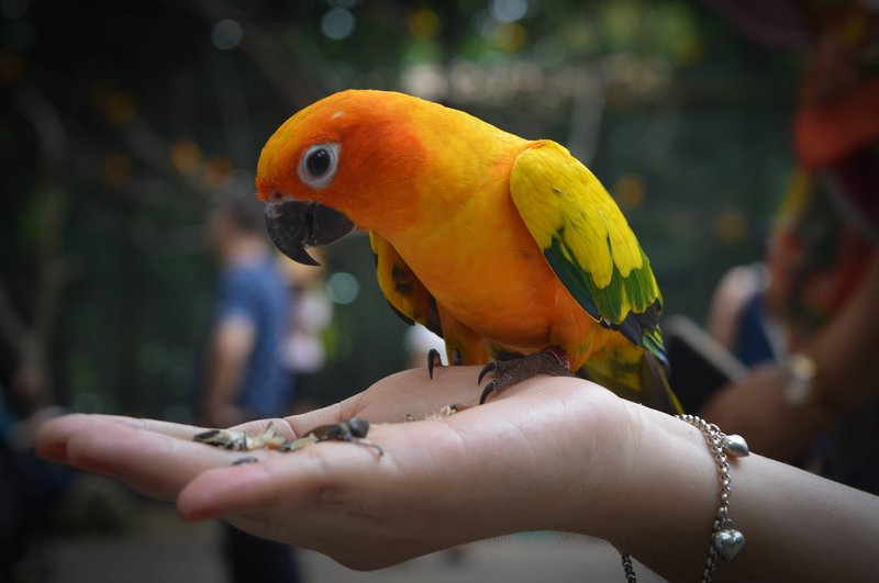 The Unique Flying And Hunting Techniques Of The Conure