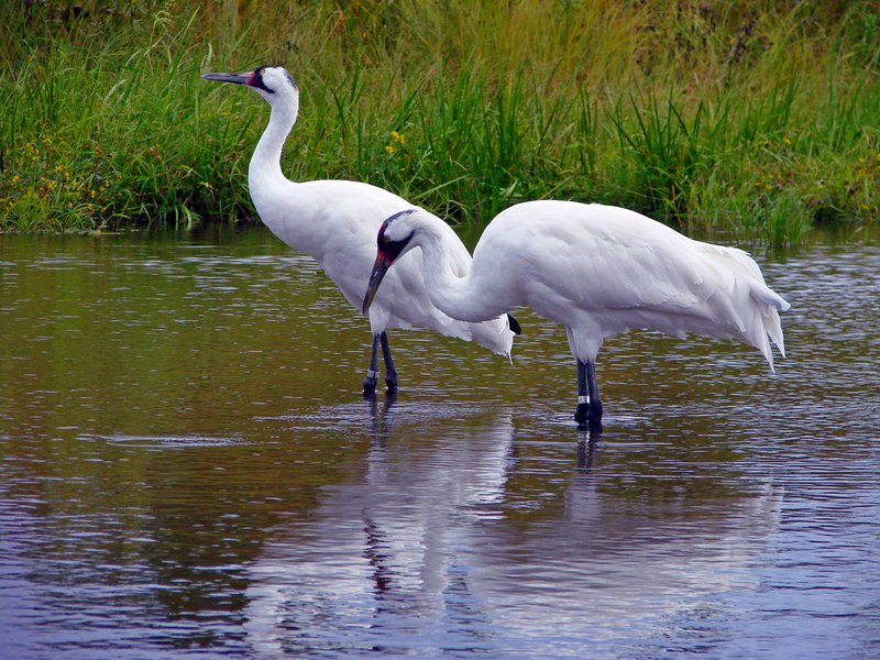 The Unique Flying And Hunting Techniques Of The Crane