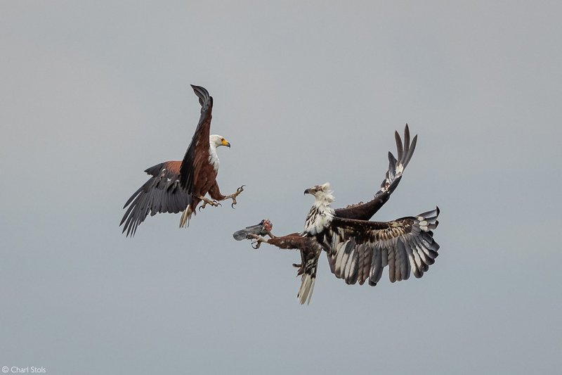 The Unique Flying And Hunting Techniques Of The Crowned Eagle