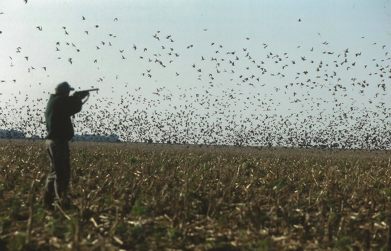 The Unique Flying And Hunting Techniques Of The Dove