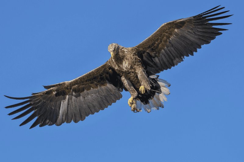 The Unique Flying And Hunting Techniques Of The Eagle