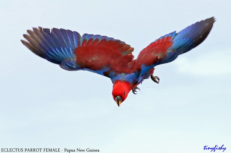 The Unique Flying And Hunting Techniques Of The Eclectus Parrot