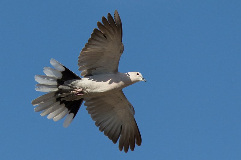 The Unique Flying And Hunting Techniques Of The Eurasian Collared Dove