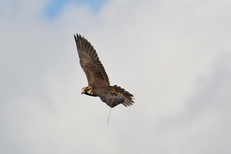 The Unique Flying And Hunting Techniques Of The Falcon