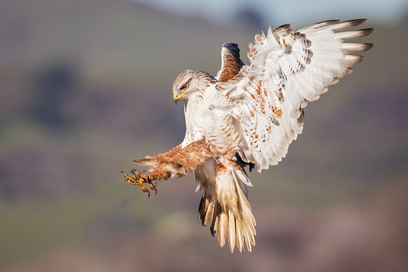 The Unique Flying And Hunting Techniques Of The Ferruginous Hawk