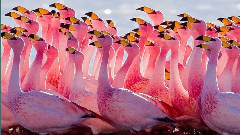 The Unique Flying And Hunting Techniques Of The Flamingo
