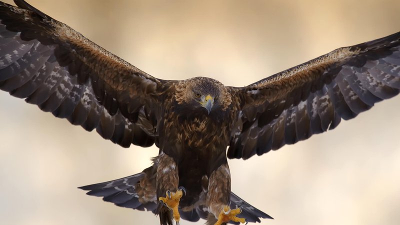 The Unique Flying And Hunting Techniques Of The Golden Eagle