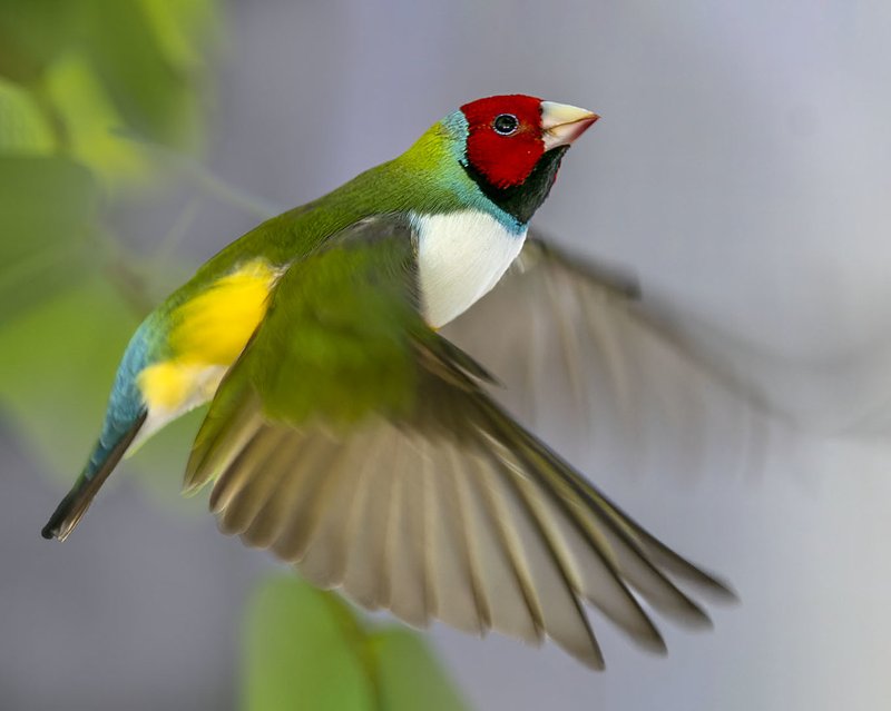 The Unique Flying And Hunting Techniques Of The Gouldian Finch