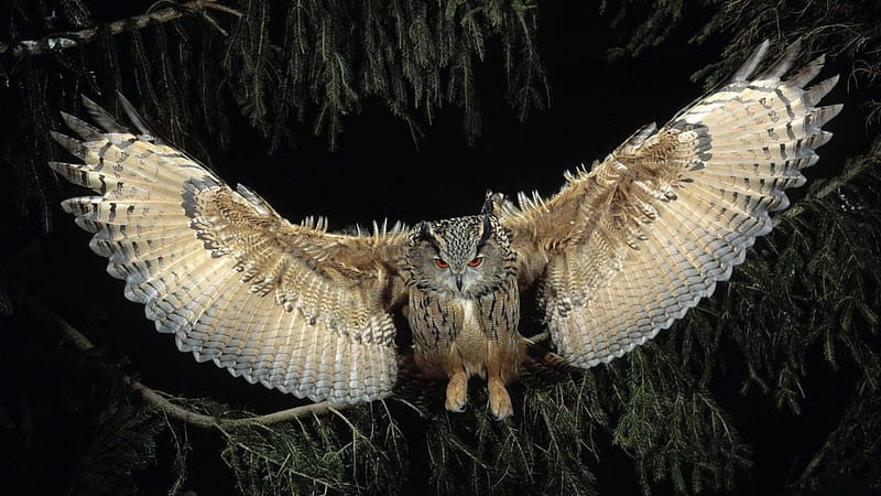 The Unique Flying And Hunting Techniques Of The Great Horned Owl