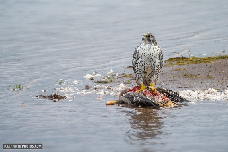 The Unique Flying And Hunting Techniques Of The Gyrfalcon