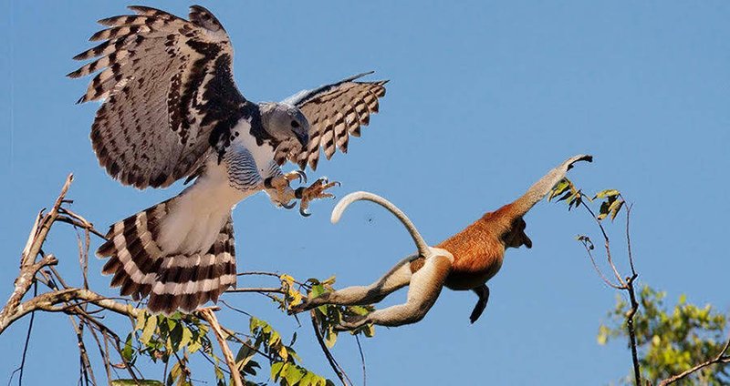 The Unique Flying And Hunting Techniques Of The Harpy Eagle