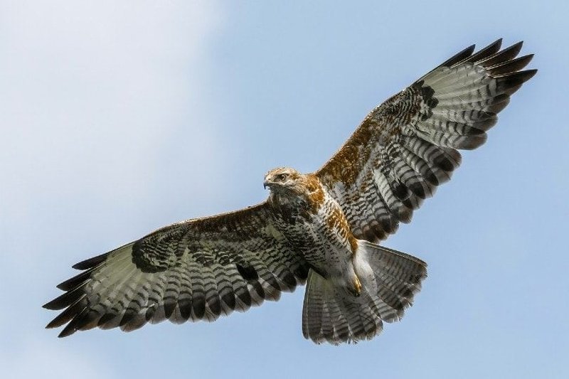 The Unique Flying And Hunting Techniques Of The Hawk