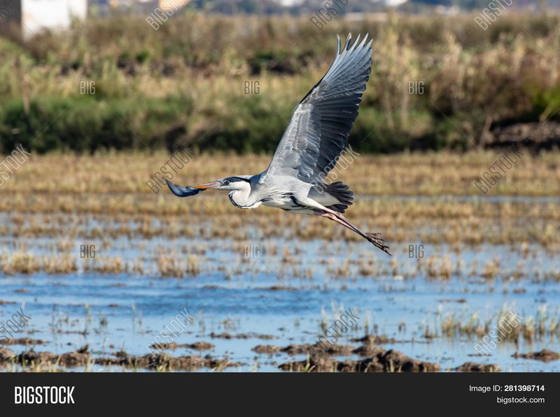 The Unique Flying And Hunting Techniques Of The Heron