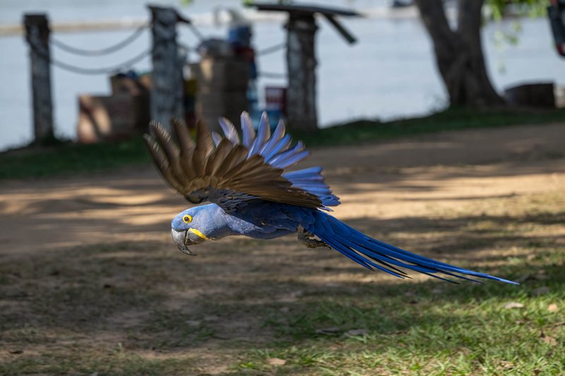The Unique Flying And Hunting Techniques Of The Hyacinth Macaw