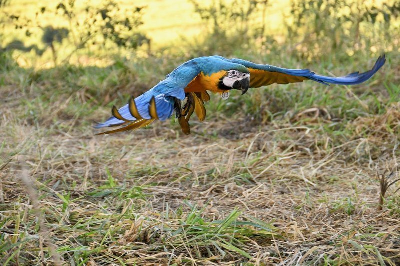 The Unique Flying And Hunting Techniques Of The Macaw