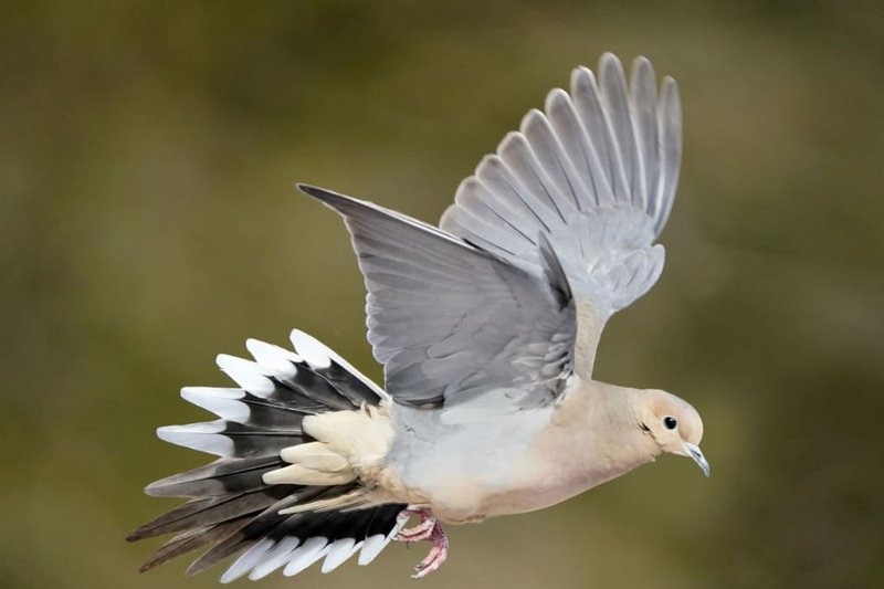 The Unique Flying And Hunting Techniques Of The Mourning Dove