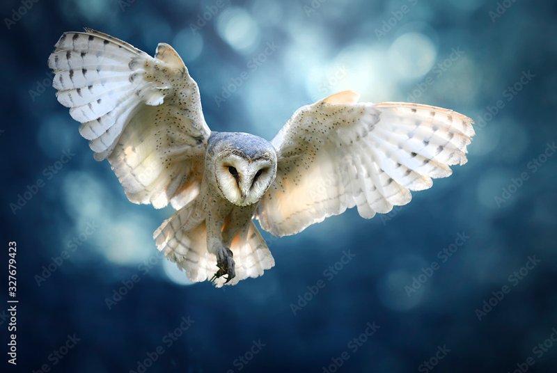 The Unique Flying And Hunting Techniques Of The Owl